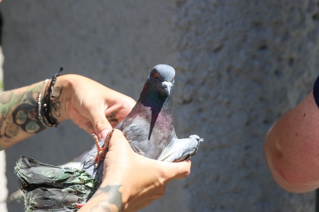 Runtergerutscht: Feuerwehr befreite Taube aus Dachrinne eines Geb�udes in Wels-Vogelweide