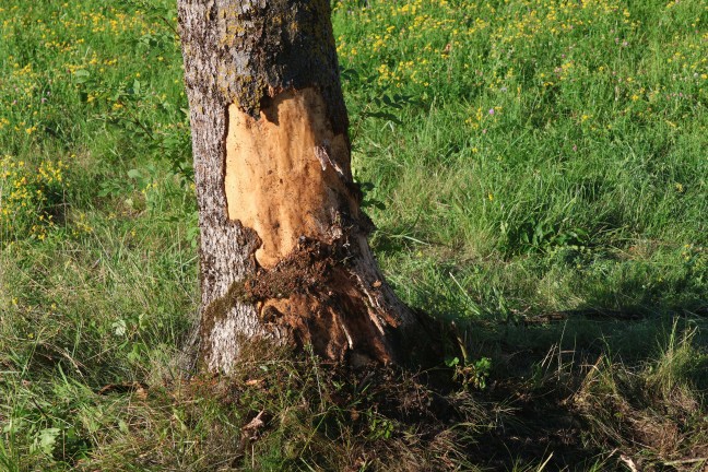 Personenrettung nach Verkehrsunfall: Auto kracht auf Innviertler Stra�e in Riedau frontal gegen Baum