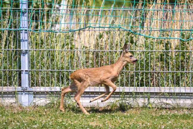 Tierrettung: Verirrte Rehkitze sorgten f�r Einsatz der Feuerwehr in Marchtrenk