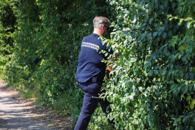 Tierrettung: Verirrte Rehkitze sorgten f�r Einsatz der Feuerwehr in Marchtrenk