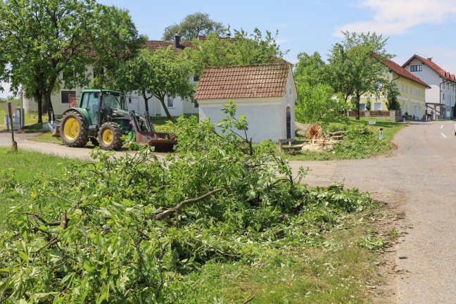 Quadlenker (26) in Saxen von abst�rzendem Ast eines Kastanienbaums erschlagen