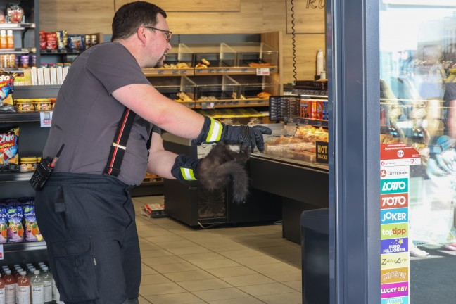 Marder durch Einsatzkr�fte der Feuerwehr aus Tankstellenshop in Wels-Waidhausen gerettet