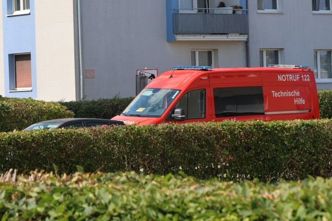Vogelspinne: Suche nach aufgebrachter Spinne in einer Wohnung in Wels-Vogelweide