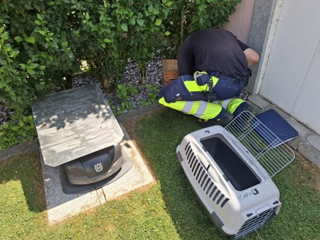 Verletzten Greifvogel in einem Garten in Sipbachzell gesichert und durch Tierrettung versorgt