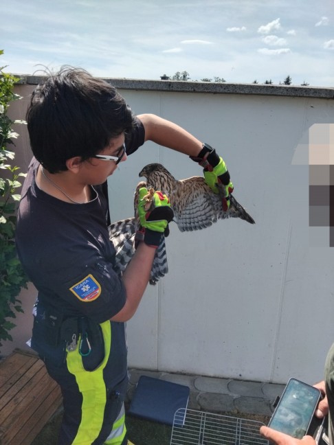 Verletzten Greifvogel in einem Garten in Sipbachzell gesichert und durch Tierrettung versorgt