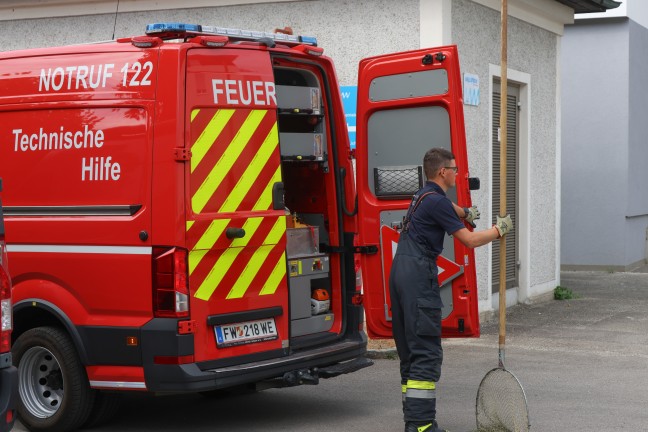 Kleiner Schwan: Schwanenfamilie im M�hlbach in Wels-Lichtenegg dank Feuerwehr wieder vereint