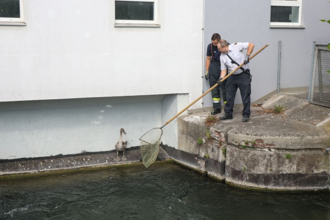 Kleiner Schwan: Schwanenfamilie im M�hlbach in Wels-Lichtenegg dank Feuerwehr wieder vereint