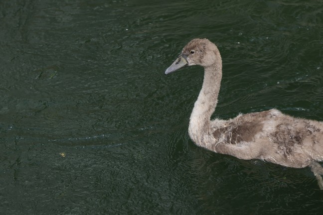 Kleiner Schwan: Schwanenfamilie im M�hlbach in Wels-Lichtenegg dank Feuerwehr wieder vereint