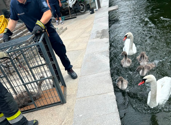 Kleiner Schwan: Schwanenfamilie im M�hlbach in Wels-Lichtenegg dank Feuerwehr wieder vereint