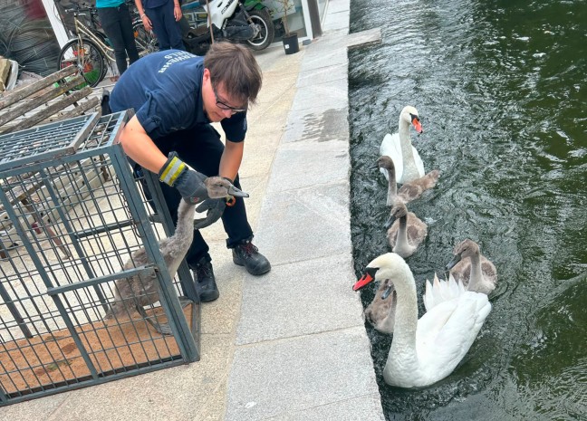 Kleiner Schwan: Schwanenfamilie im M�hlbach in Wels-Lichtenegg dank Feuerwehr wieder vereint