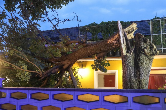 Personenrettung bei Gewitter: Kastanienbaum in einem Gastgarten in Wels-Neustadt auf G�ste gest�rzt