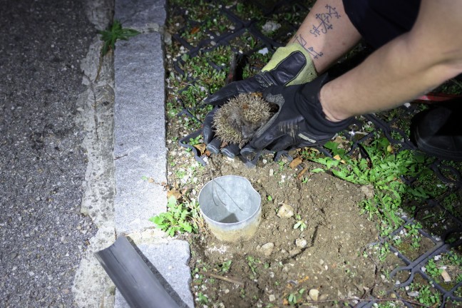 Putziger Igel von Einsatzkr�ften der Feuerwehr in Wels-Lichtenegg aus Rohr eines Pollers gerettet