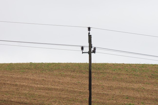 Feuerwehr bei Brand eines Mittelspannungsmastens auf einem Feld in Edt bei Lambach im Einsatz