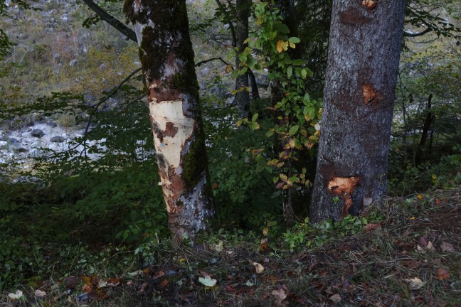 T�dlicher Verkehrsunfall: Beifahrer (29) starb bei Crash gegen Baum in Ebensee am Traunsee