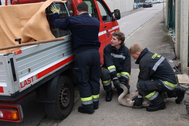 �bersiedlungsaktion f�r siebenk�pfige Schwanenfamilie in Wels-Lichtenegg nach mehreren Eins�tze