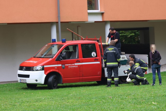 �bersiedlungsaktion f�r siebenk�pfige Schwanenfamilie in Wels-Lichtenegg nach mehreren Eins�tze