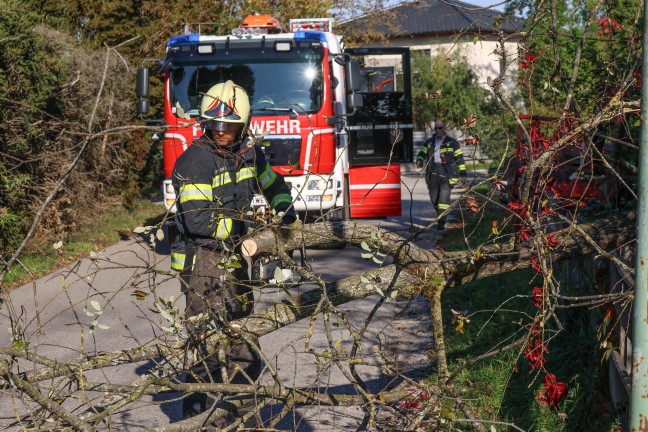 Umgest�rzter Baum f�hrte zu Einsatz der Feuerwehr in Wels-Waidhausen