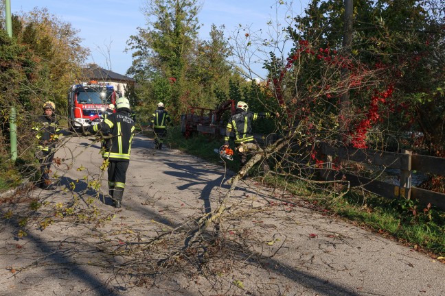 Umgest�rzter Baum f�hrte zu Einsatz der Feuerwehr in Wels-Waidhausen