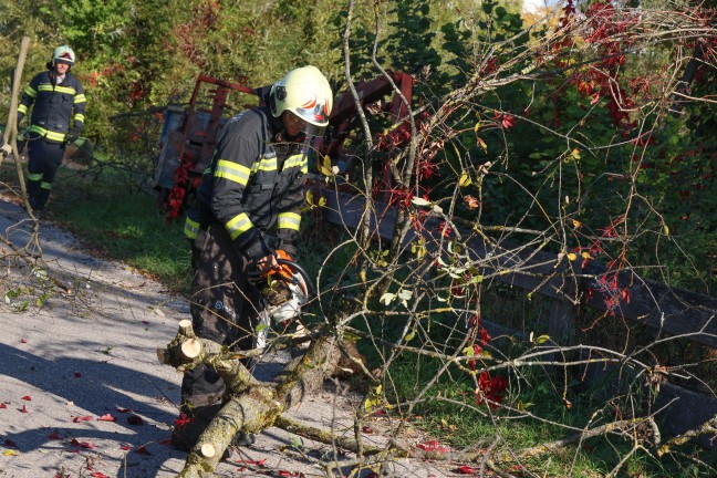 Umgest�rzter Baum f�hrte zu Einsatz der Feuerwehr in Wels-Waidhausen