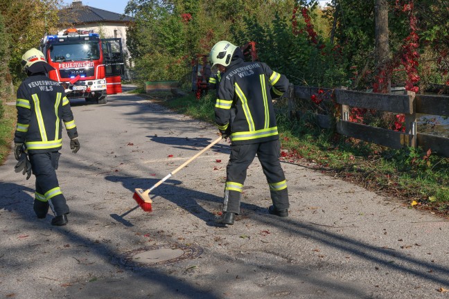 Umgest�rzter Baum f�hrte zu Einsatz der Feuerwehr in Wels-Waidhausen