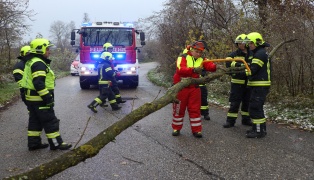 Umgestürzter Baum sorgte für Einsatz der Feuerwehr in Marchtrenk