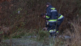 Festhängende Ente in Wels-Vogelweide durch Feuerwehr befreit