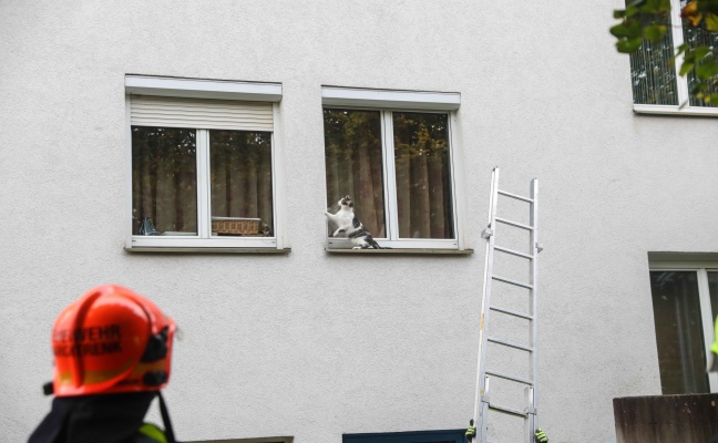 Marchtrenk: Katze verweigerte Rettung von Fensterbank durch Einsatzkräfte der Feuerwehr