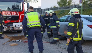 Junges Reh in Wels-Schafwiesen unter Auto eingeklemmt - Feuerwehr befreite Tier mittels Hebekissen