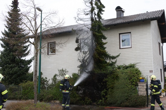 Lschangriff mit Gartenschlauch: Brand eines Baumes drohte in Wels-Vogelweide auf Haus berzugreifen
