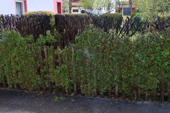 Neuerlicher Brand: Hecke begann beim Wegflmmen von Unkraut in Wels-Lichtenegg zu brennen