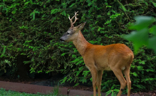 Einsatz fr die Tierhilfe: Rehbock verirrte sich in einen Garten eines Hauses in Wels-Lichtenegg