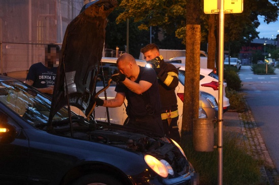 skulapnatter: Autolenker bemerkte whrend der Fahrt in Wels-Neustadt eine Schlange im Auto