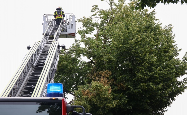Sturmschaden: Groe ste drohten von Baum in Wels-Vogelweide auf die Strae zu strzen