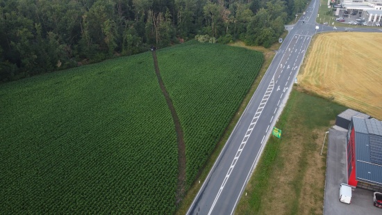 Schneise durch Maisfeld: Auto kracht nach Flucht vor Polizei in Gunskirchen gegen Bume am Waldrand