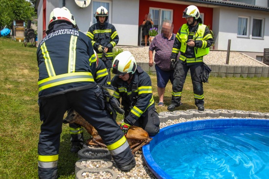 Rettung durch Feuerwehr: Rehbock suchte Abkhlung im Swimmingpool eines Hauses in Holzhausen