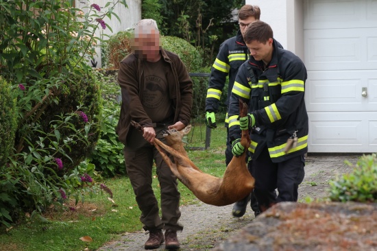 Tierrettung: Feuerwehr und Jger befreien eingeklemmten Rehbock aus Gartentor in Thalheim bei Wels