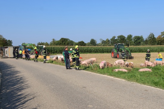 Schweine groteils gerettet: Tiertransportanhnger auf Strae in Sipbachzell umgestrzt