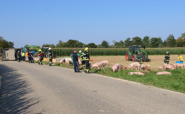 Schweine groteils gerettet: Tiertransportanhnger auf Strae in Sipbachzell umgestrzt