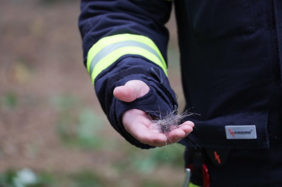 Streng geheimer Einsatz: Elch "Emil" bei Sattledt betubt und im Bhmerwald wieder ausgesetzt