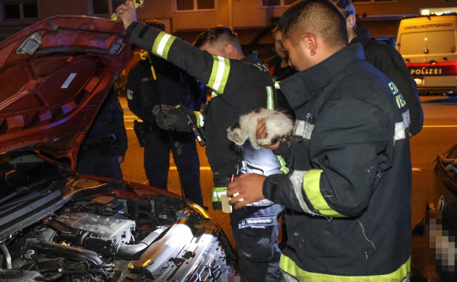 Miauen im Motorraum: Babykatze versteckte sich in einem geparkten Auto in Wels-Lichtenegg
