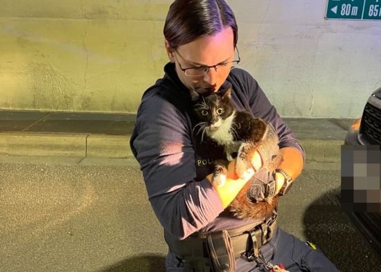 Mhlkreisautobahn: Verngstigte Katze aus Tunnel Bindermichl in Linz gerettet