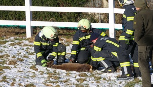 Im Zaun eingeklemmt: Reh in Thalheim bei Wels durch Feuerwehr und J�ger gerettet
