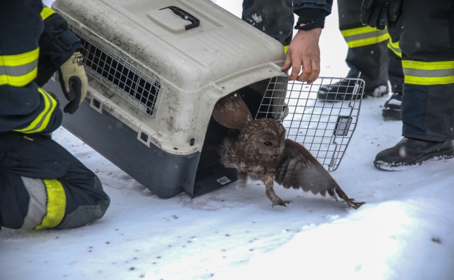 Tierrettung durch Feuerwehr: Kauz steckte im Kamin eines Wohnhauses in Holzhausen fest