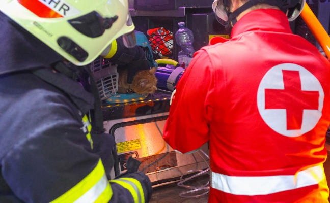 Katze gerettet: Feuerwehr bei Brand in einer Wohnung in Wels-Lichtenegg im Einsatz