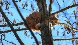Tierrettung in Marchtrenk: Katze auf einem Baum besch�ftigte gleich mehrere Einsatzorganisationen