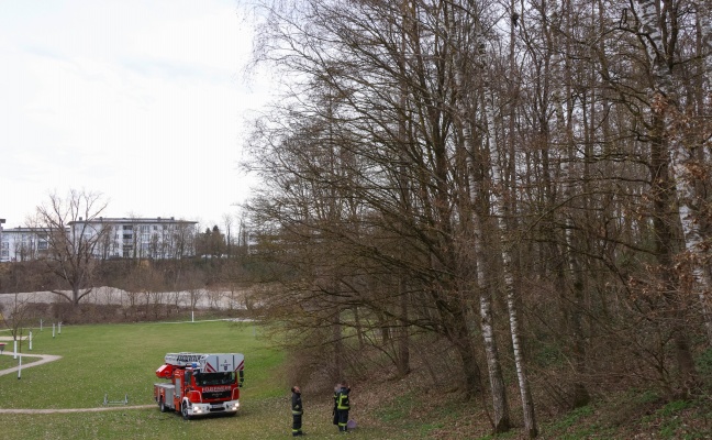 Katze auf Baum: Rettungsaktion durch Feuerwehr in Wels-Vogelweide vorerst erfolglos abgebrochen