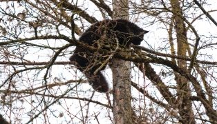 "Hector" gerettet: Baumkletterer holte Kater in Wels-Lichtenegg trotz Sturmb�en und Regen vom Baum