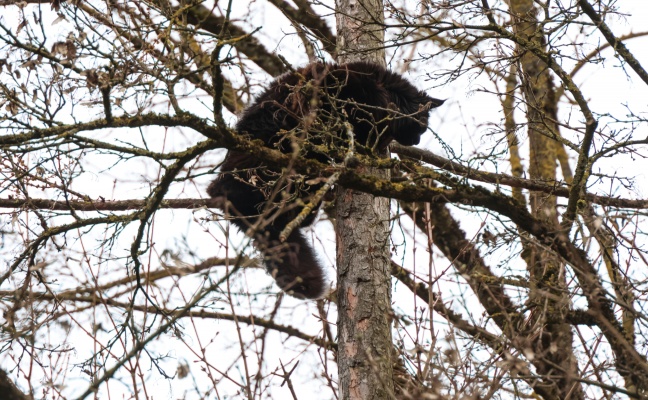 "Hector" gerettet: Baumkletterer holte Kater in Wels-Lichtenegg trotz Sturmb�en und Regen vom Baum