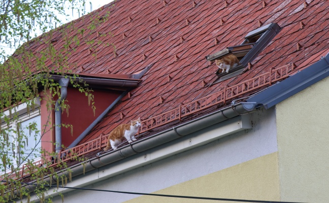 Katzen am Dach: Zwei Samtpfoten auf einem Mehrparteienwohnhaus in Wels-Vogelweide l�sten Einsatz aus