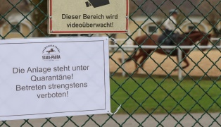 Pferdeinfluenza ausgebrochen: Anlage eines Pferdezentrums in Stadl-Paura unter Quarant�ne gestellt